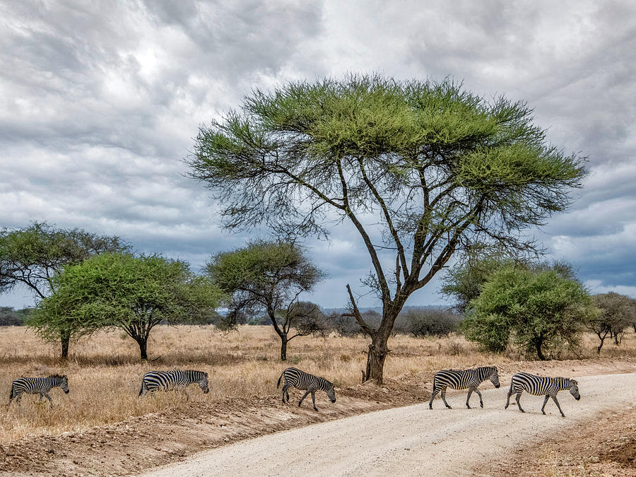 Serengeti Zebra Crossing Photograph by Marcy Wielfaert