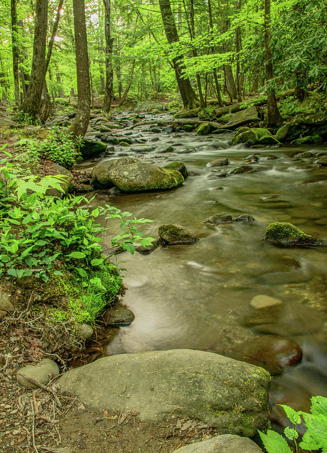 Serenity Alongside a Smoky Mountains Stream Photograph by Marcy Wielfaert