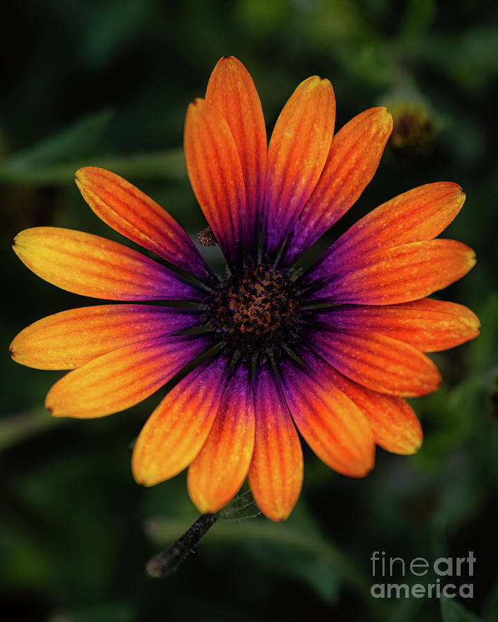 Serenity Bronze Osteospermum African Daisy  Photograph by Abigail Diane Photography