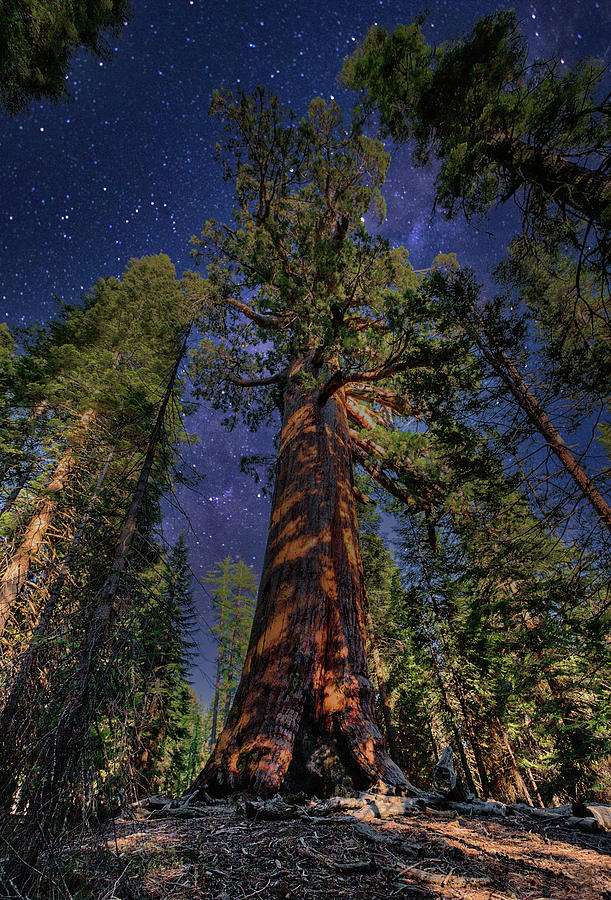 Serenity by Moonlight Photograph by Dan Carmichael