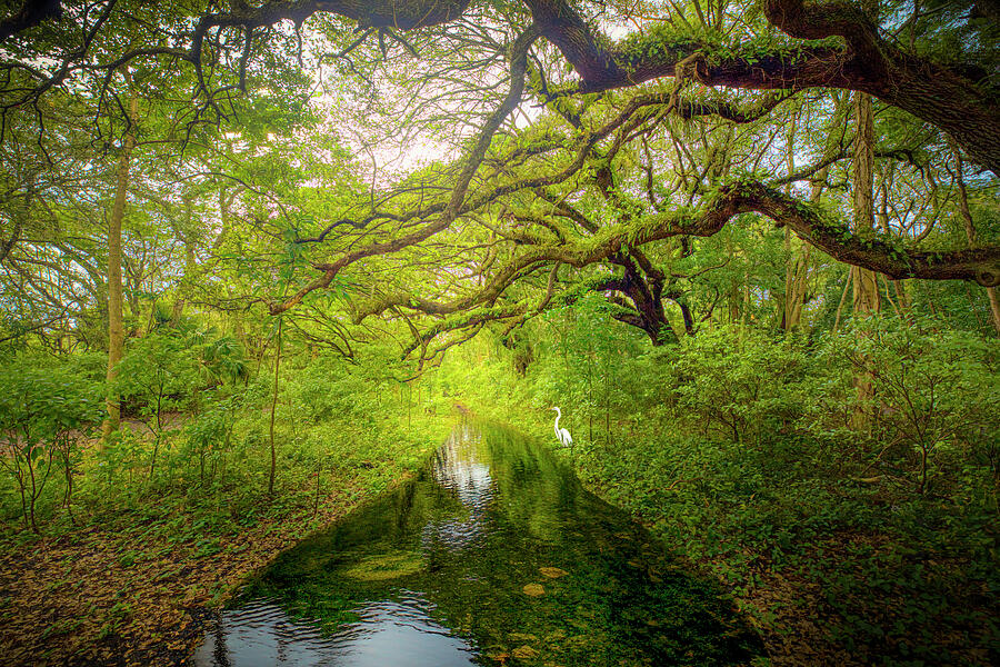 Serenity by Woodland Creek Photograph by Mark Andrew Thomas