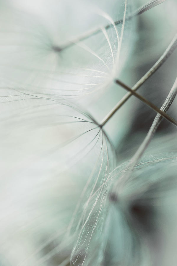 Serenity dandelions Photograph by Iris Greenwell