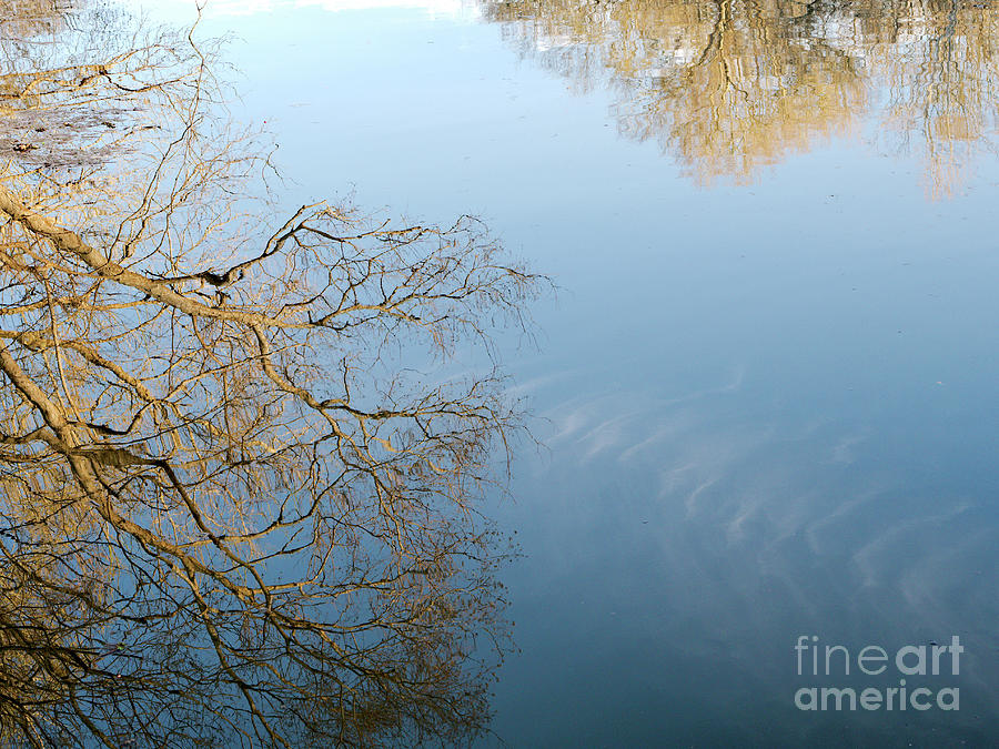 Tree Photograph - Serenity in the Forest by Gary Richards