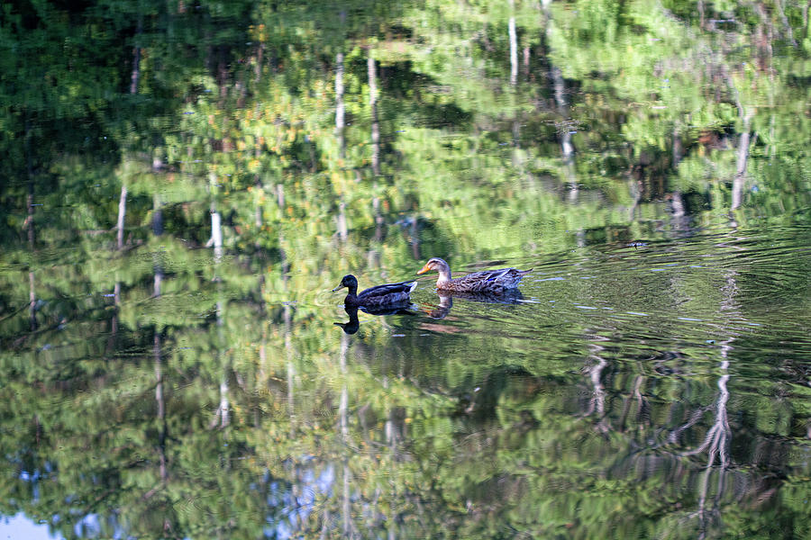 Serenity of Nature - Ducks for a Swim Photograph by Kathy Clark