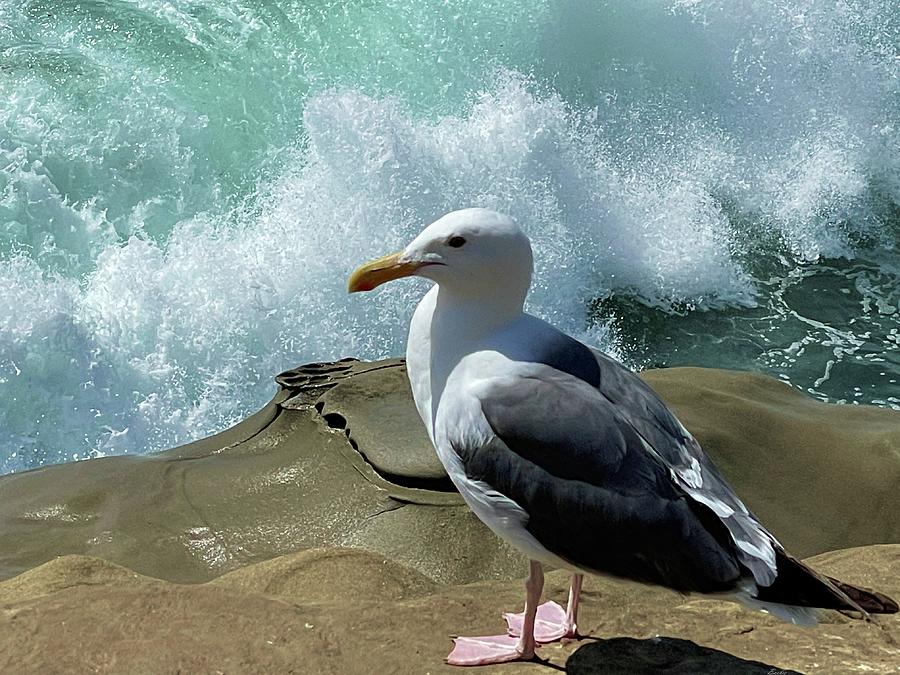 Serenity Seagull Photograph by Barbie Corbett-Newmin