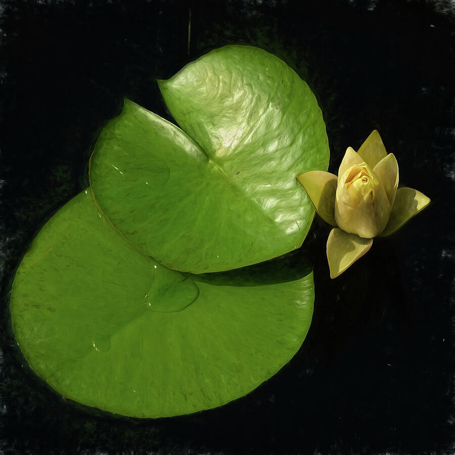 Serenity Unfolding Photograph by Dodie Ross Serenity Unfolding Photograph by Dodie Ross