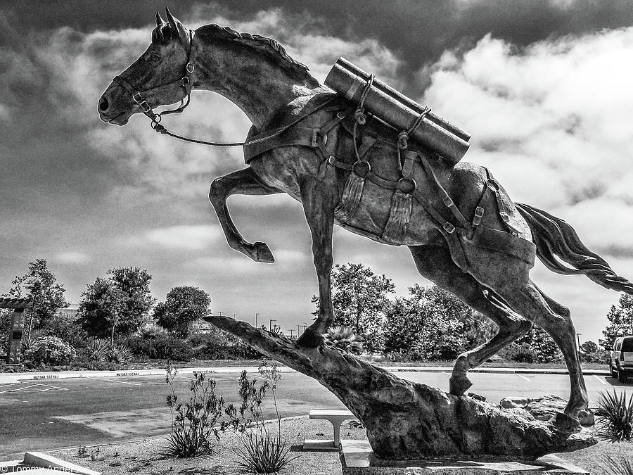 Sergeant Reckless Photograph by Tommy Anderson