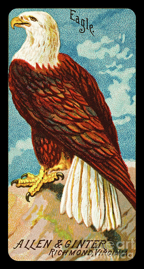 American Bald Eagle 1888 Allen and Ginter Cigarette Card Collection Birds of the World Series Painting by Peter Ogden