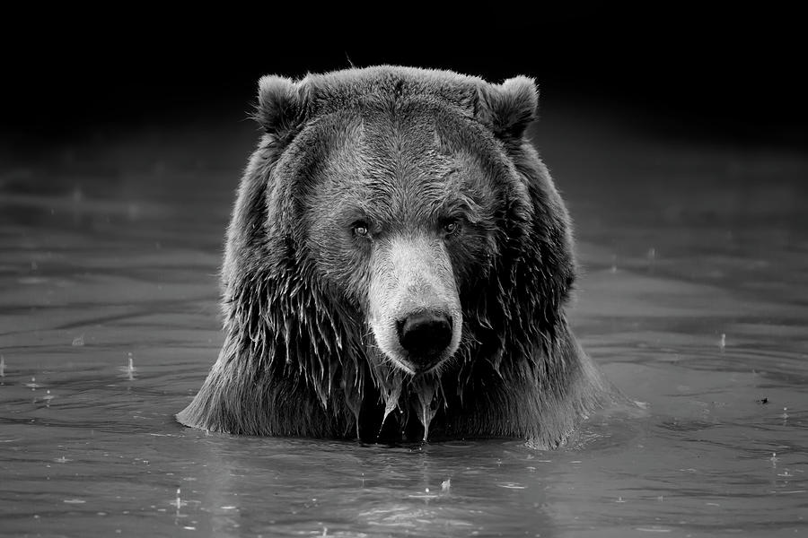 Serious Bear Photograph by Angie Mossburg