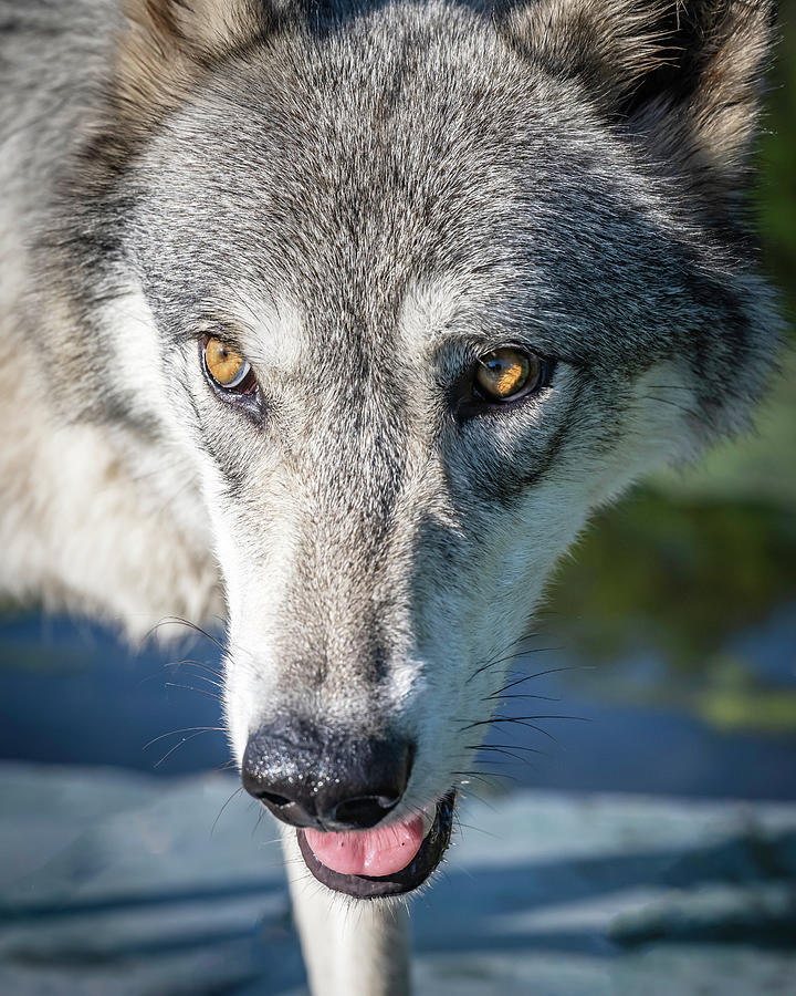 Serious Close Up Photograph by Laura Hedien