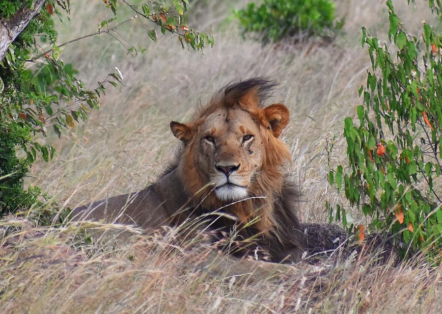 Scar - The Lion King Photograph by Marta Pawlowski