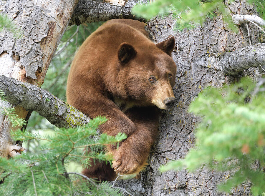 Cinnamon Bear Photograph by Scott Warner