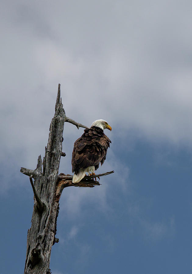 Serpentine Point Eagle Photograph by Betty Depee