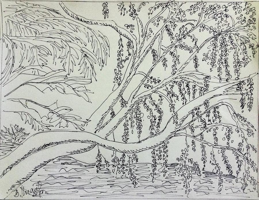 Serpentine Tree Drawing by Barbara Anna Knauf