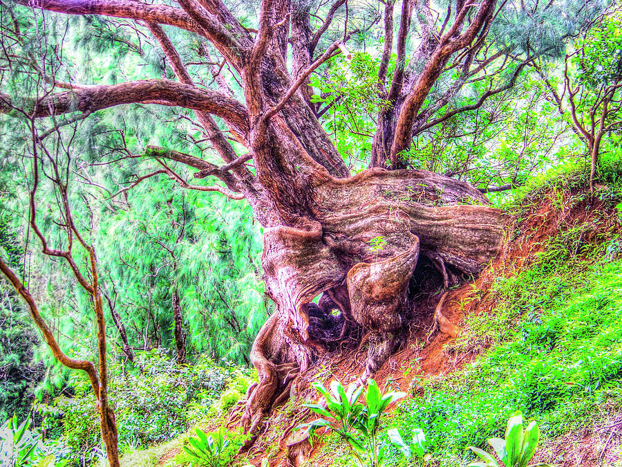 Serpentine Tree Photograph by Rick Harmon Shutterricky Photography Collections And Serpentine Tree Photograph by Rick Harmon Shutterricky Photography Collections And