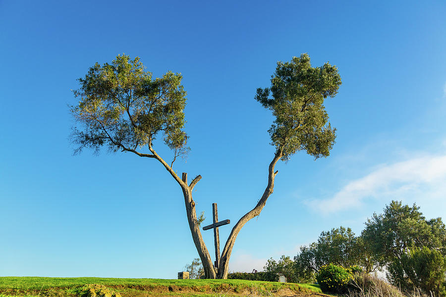 Serra Cross in Ventura California between trees Photograph by Steven Heap