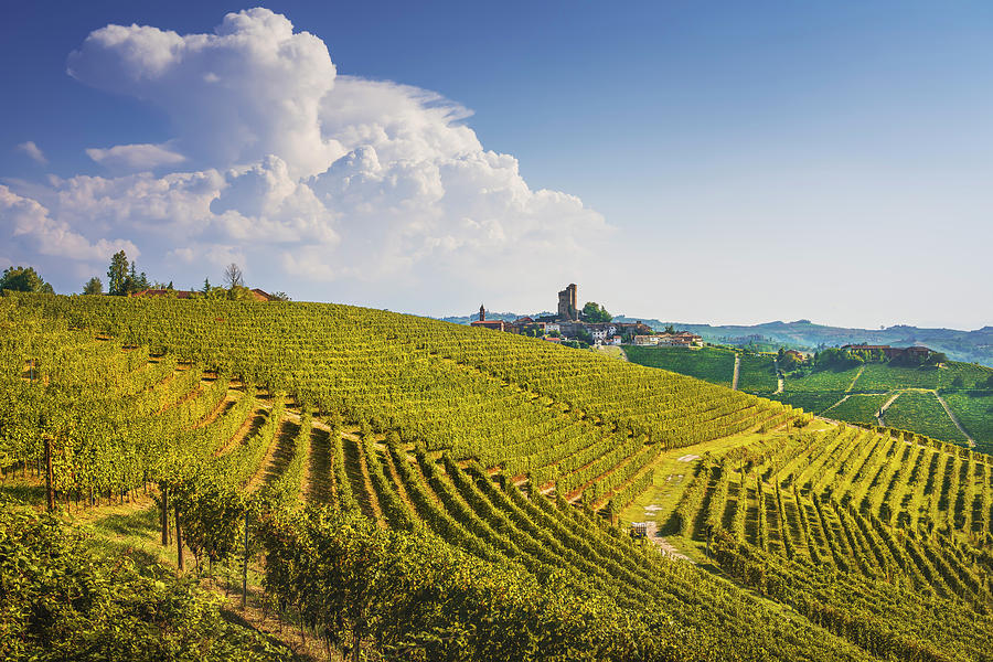 Serralunga d Alba vineyards, Langhe, Italy Photograph by Stefano Orazzini
