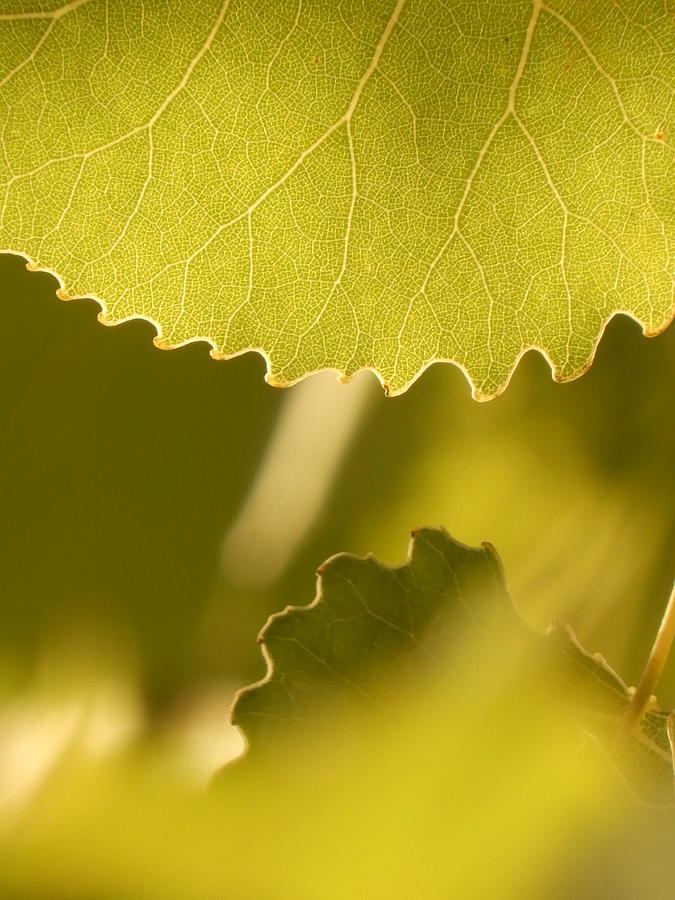 Serrated leaves 2 Photograph by Francine Rondeau