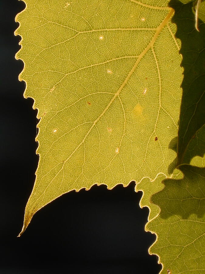 Serrated leaves Photograph by Francine Rondeau