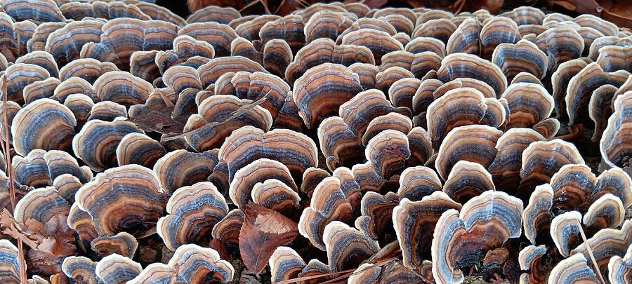 Serried Fungus Photograph by Brandon Strellis