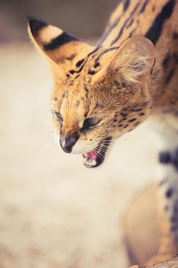 Serval Wild Cat Stock Photo By ©kyslynskyy 75139021