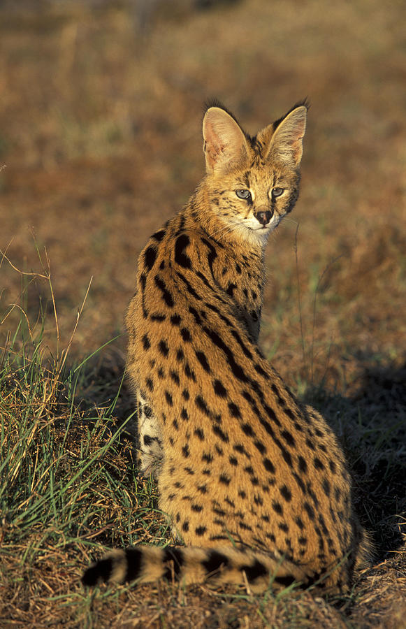 Serval, Felis Serval. Has Beautifully Spotted And Barred Coat. South Africa. Photograph by Martin Harvey