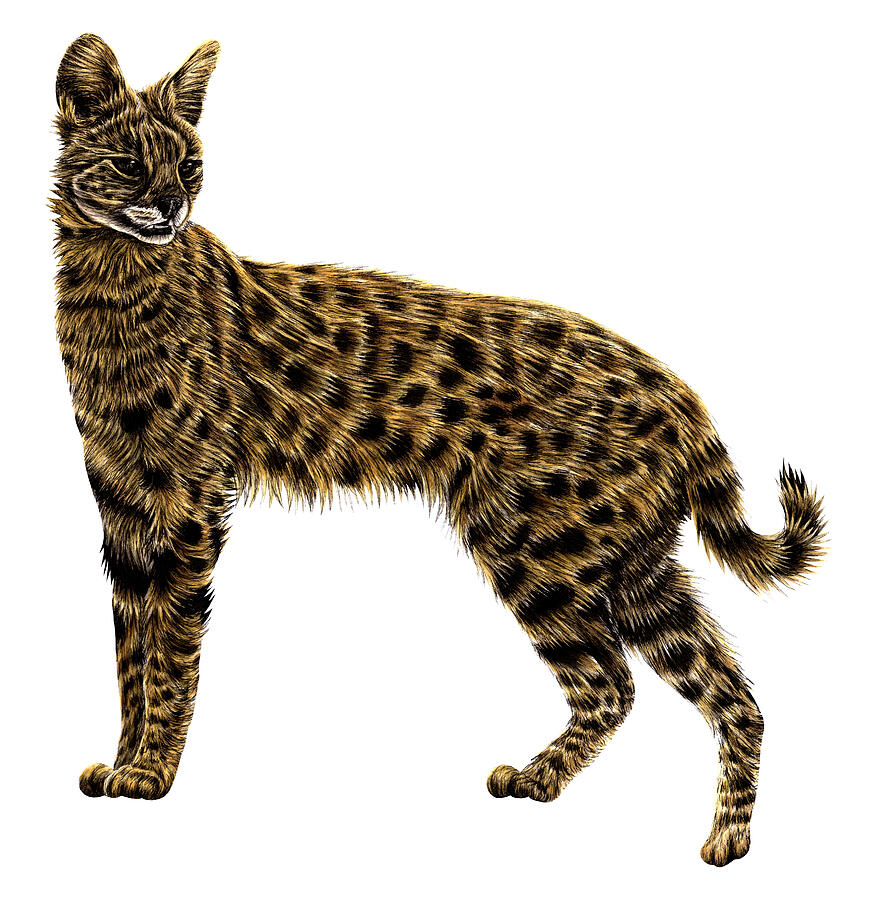 Cat Drawing - Serval by Loren Dowding