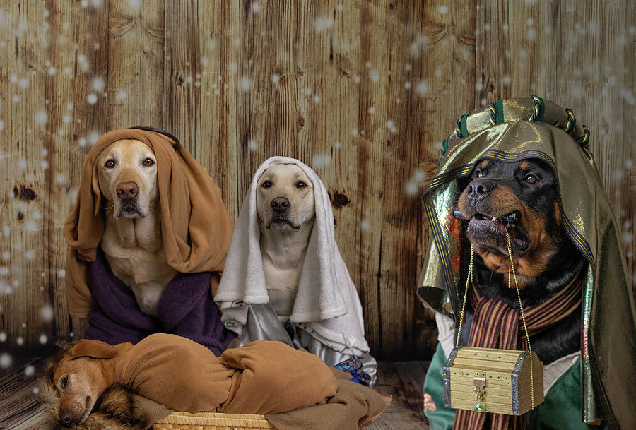 Dog nativity store