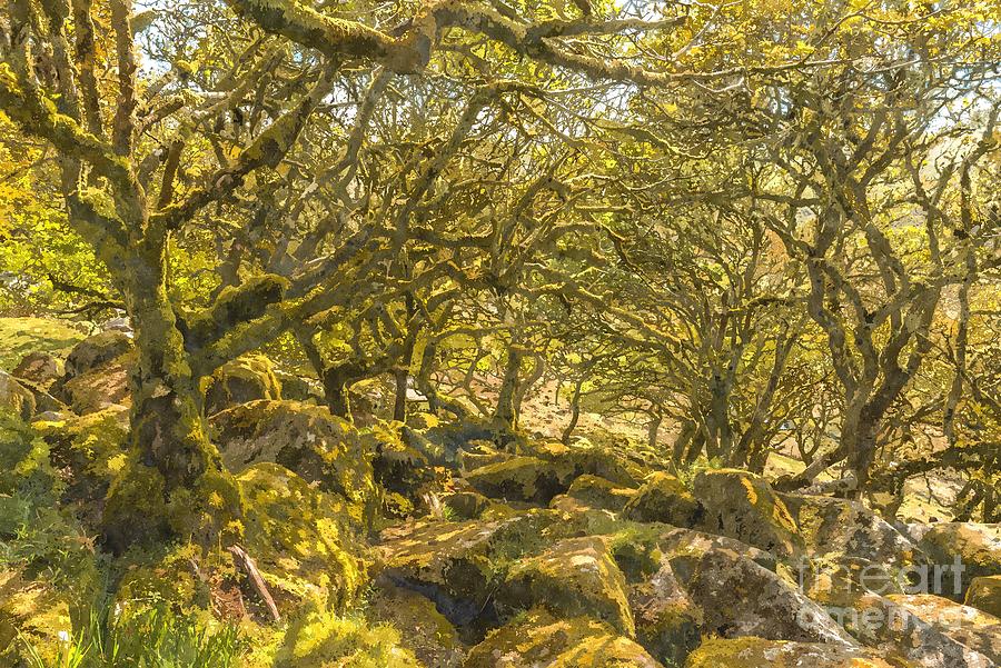 Sessile oaks and moss in Wistmans Wood Photograph by Andrew Michael