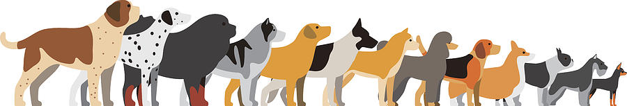 Set Of Dog Breeds, Side View, Vector Illustration Drawing by Hakule
