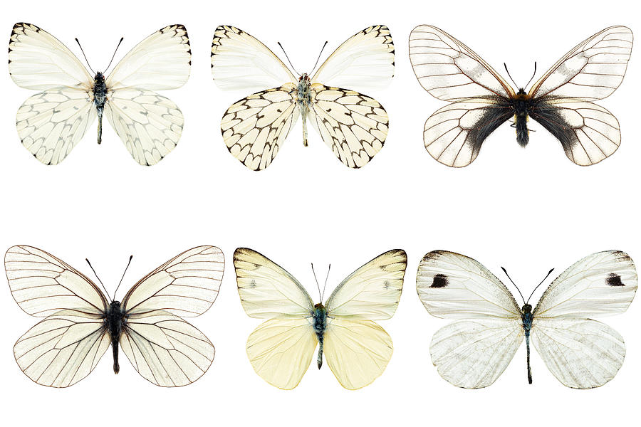 Set of six white butterflies Photograph by wera Rodsawang