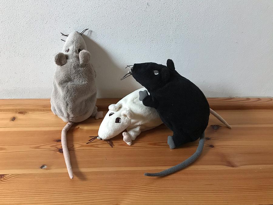Set of Three Plush Mice Photograph by Jan Dolezal