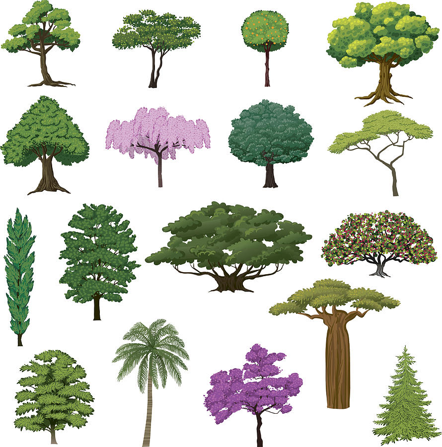 Set Sightly Trees Drawing by Jobalou