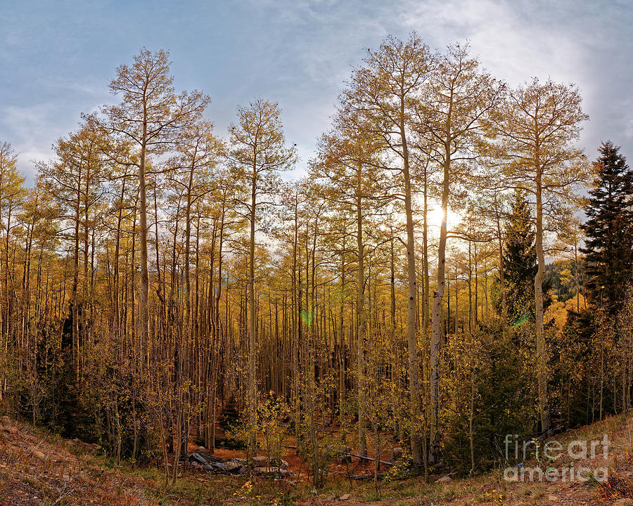 Setting Sun Behind Golden Aspens in the Santa Fe National Forest - New Mexico Land of Enchantment Photograph by Silvio Ligutti