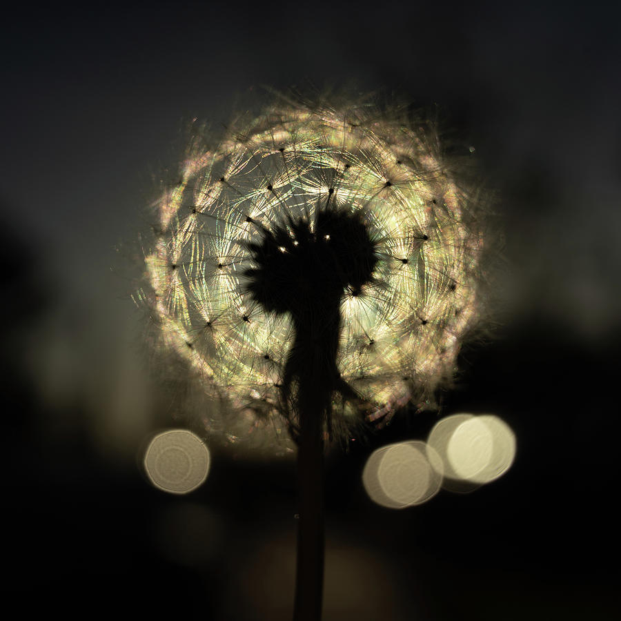 Setting Sun Dandelion Photograph by Gary Geddes