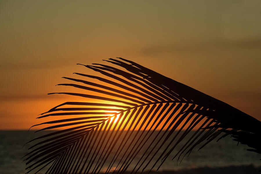 Sunset Photograph - Setting sun through a palm tree by Brigitta Diaz