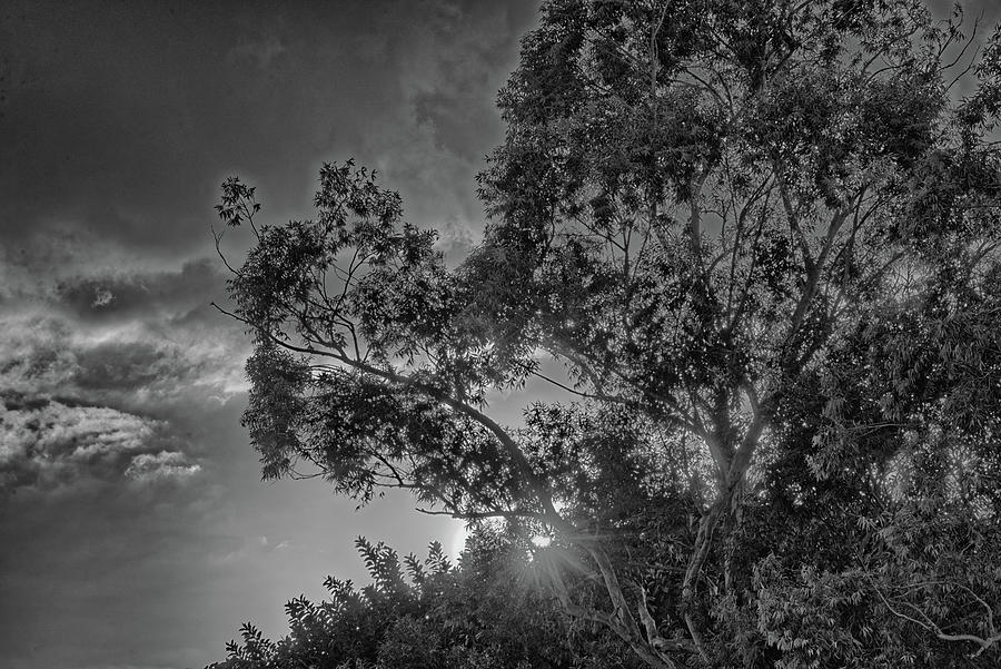 Setting Sun Through the Trees Photograph by Alan Goldberg