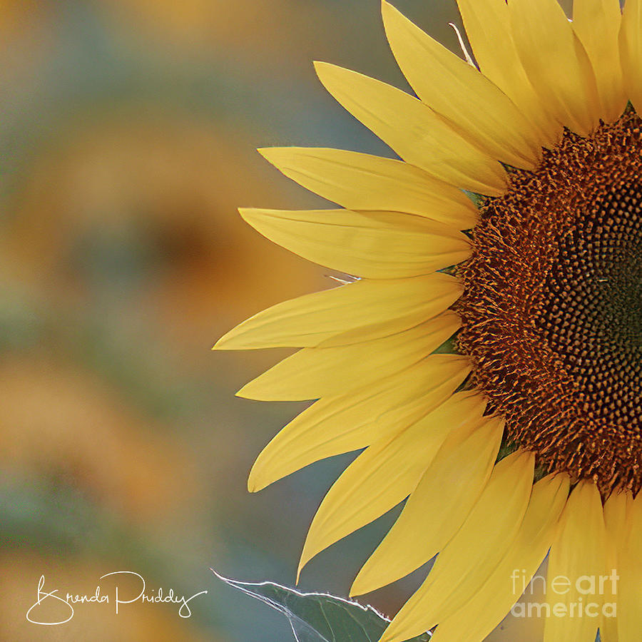 Setting Sunflower Photograph by Brenda Priddy