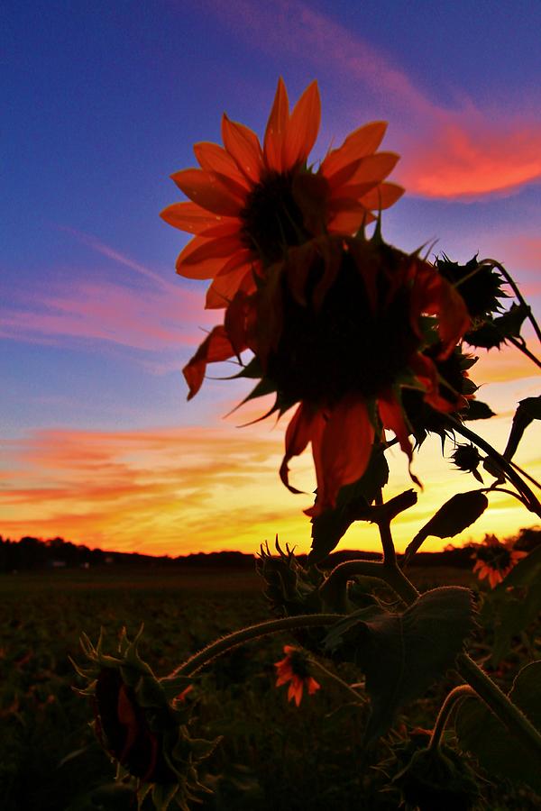 Setting Sunflowers Photograph by Catie Canetti