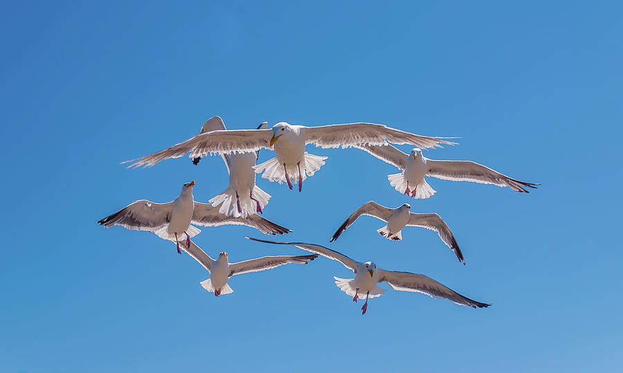 Seven Flying Gulls Photograph