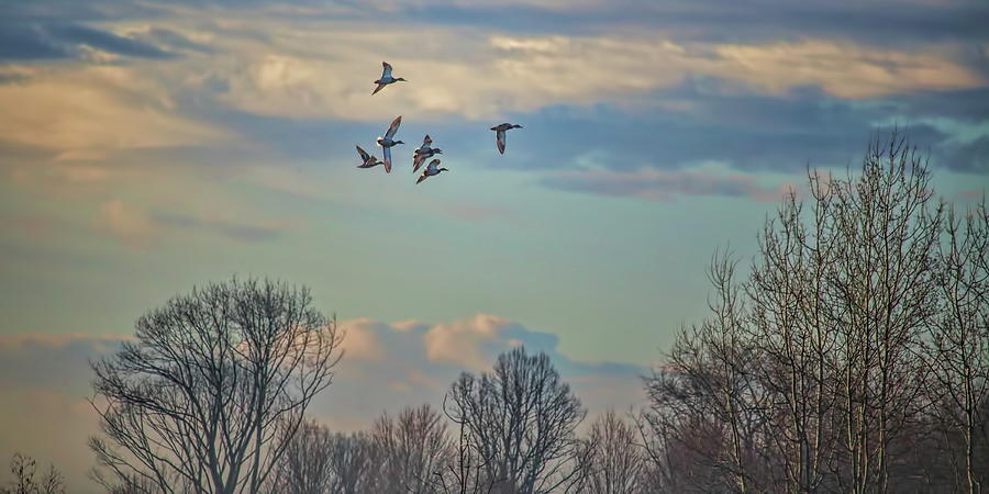 Seven Mallards Overhead Photograph by Dale Kauzlaric