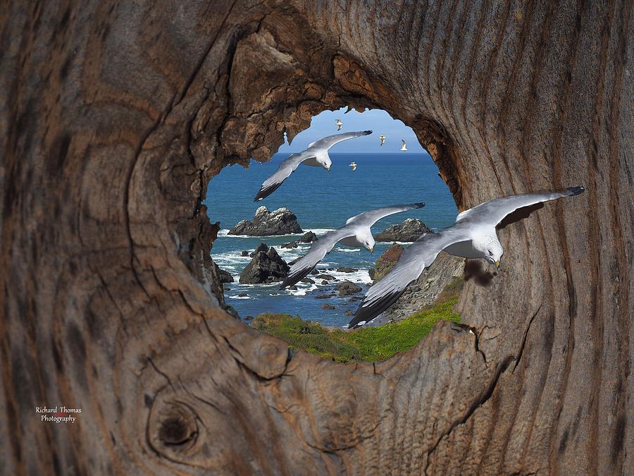 Seven Seagulls  Photograph by Richard Thomas