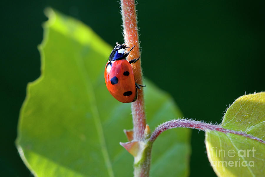 Seven-spotted Ladybird Photograph