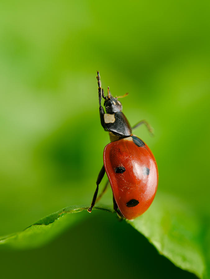 Seven-spotted Ladybird Says Hi Photograph