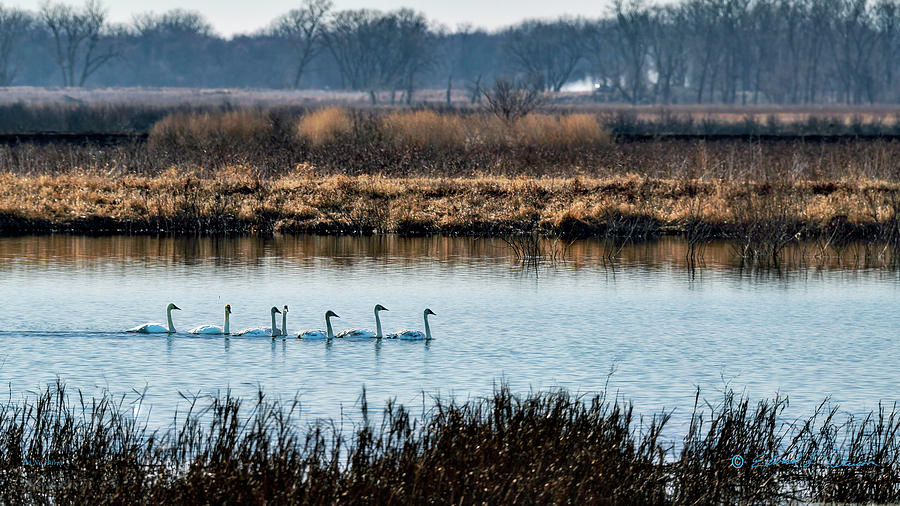 Seven Swans A-swimming Photograph by Ed Peterson