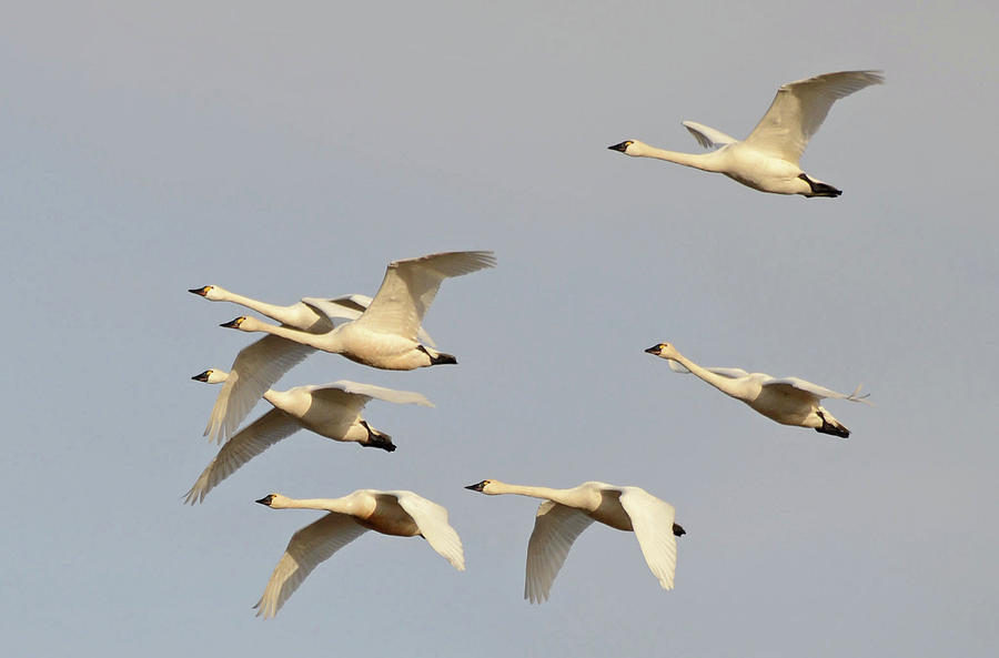 Seven Swans Singing Photograph by Whispering Peaks Photography - Pixels