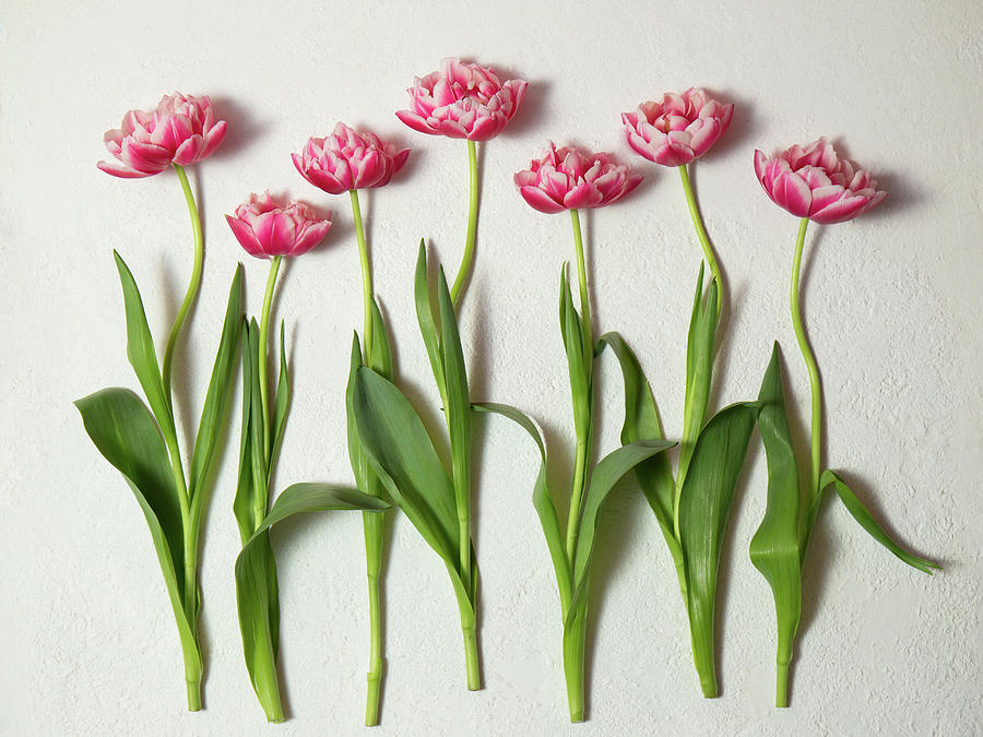 Seven Tulips Lie In A Row Photograph by Iuliia Malivanchuk