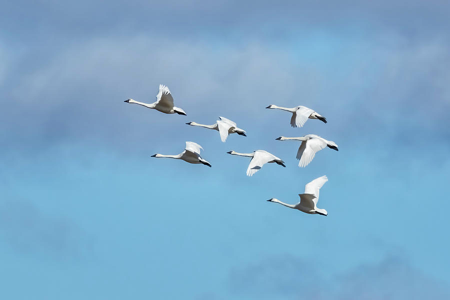 Seven Tundra Swans in Flight, No. 1 Photograph by Belinda Greb