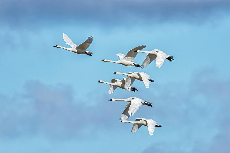 Seven Tundra Swans in Flight, No. 2 Photograph by Belinda Greb