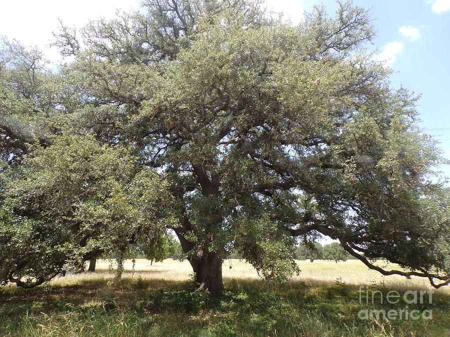 Seventy-Five Year Old Texas Live Oak Tree Photograph by Joney Jackson ...